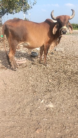 gay pchr desi soji javb dari 2