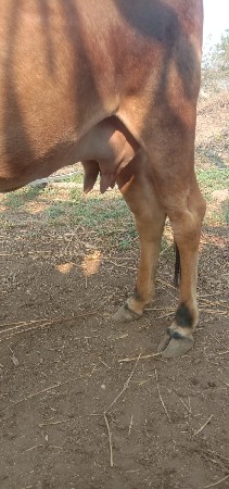 ગાય વેચવાની છે