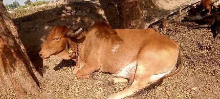 ગાય લાલ વેચવાનિ છે