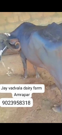 બે ભેશ વેચાવ શૈ