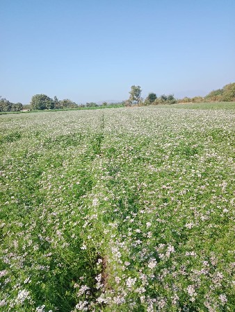 26 વિઘા જમીન વેસવા ની સે