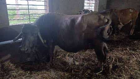 ભેંસ વેચવાની છે