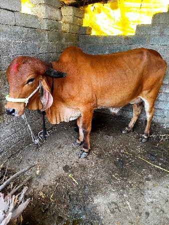 थंबनेल 3