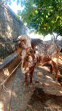 થંબનેલ 2