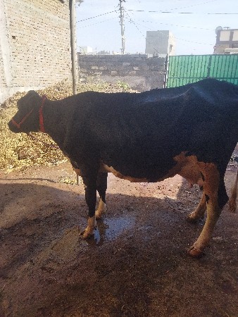 થંબનેલ 2