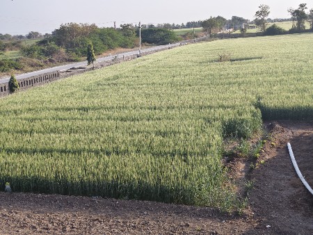 જમીન વેચાણ થી આપવાની છે રોડ ટચ