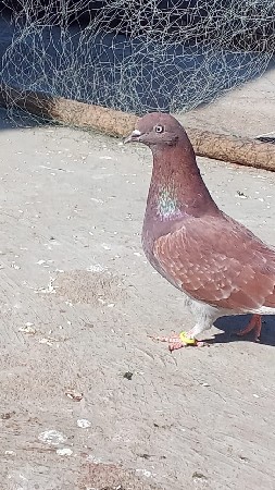 આ લાલ માદી વેચવાની છે