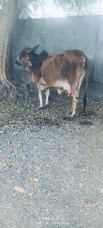 ગાય વેચવાની છે