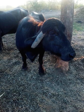 थंबनेल 2