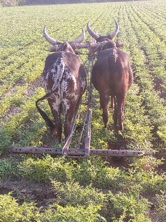 ગોઢલા વેચવાના છે