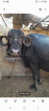 આ ભેસ વેચવાની છે