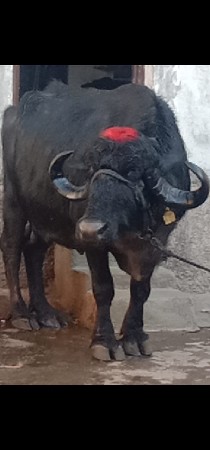 થંબનેલ 3