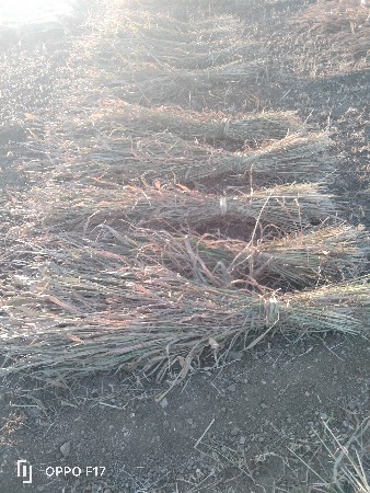 જુવાર પૂરા વેસવાના