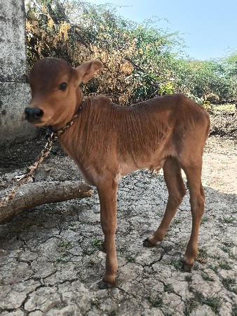 थंबनेल 2