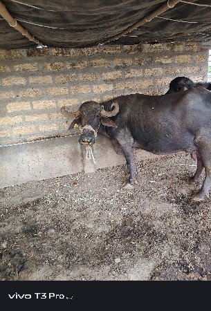 ભેંસ વેચવાની છે