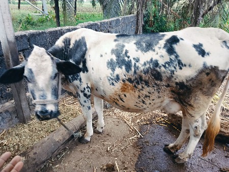 થંબનેલ 3