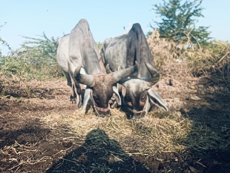 थंबनेल 2