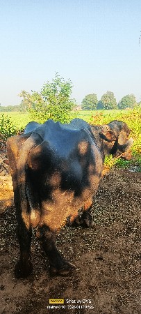 થંબનેલ 2