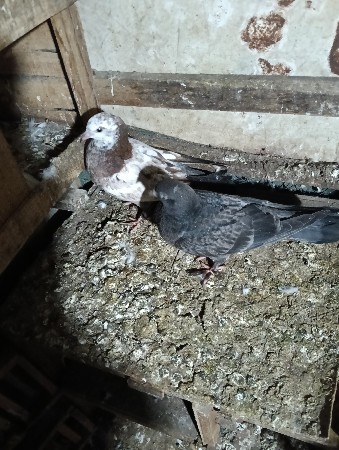 थंबनेल 3