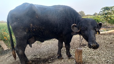 थंबनेल 2