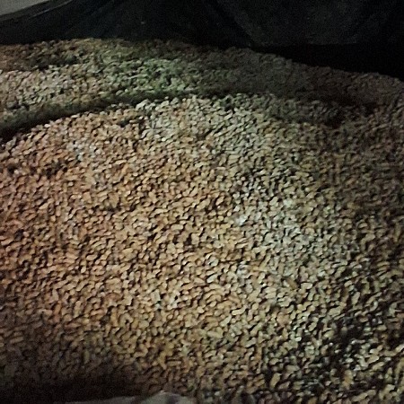 22 નંબર માગફળિ