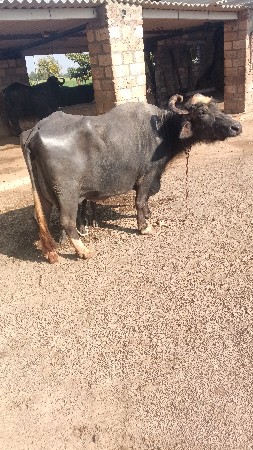 थंबनेल 3