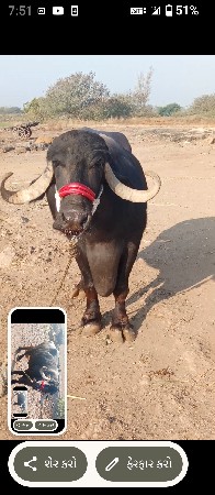 ભેંસ 3 વિયાછે