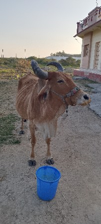 થંબનેલ 2