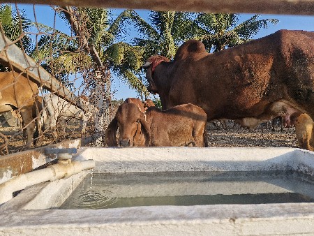 ગાય વાંચવાની છે