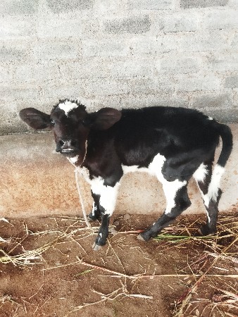 થંબનેલ 3