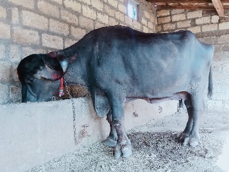 थंबनेल 3