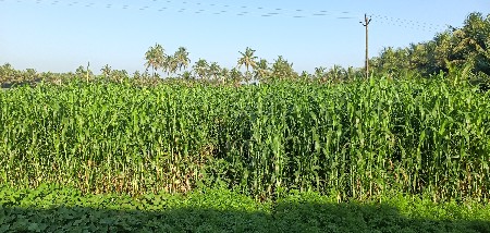 લીલી જુવાર વેચવાની છે