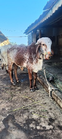 હોડકિ વેચવાની છે