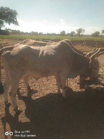 બધી જવાબદારી થી વેચવાના છે