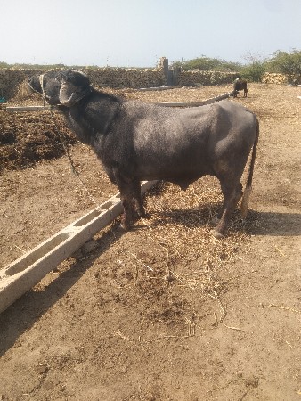 थंबनेल 3