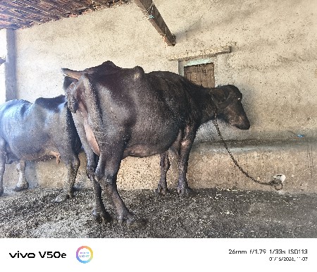 थंबनेल 3