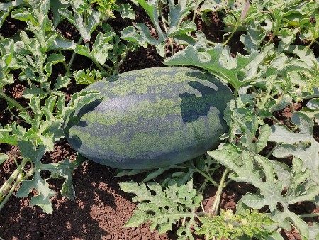 તરબૂસ તૈયાર સે