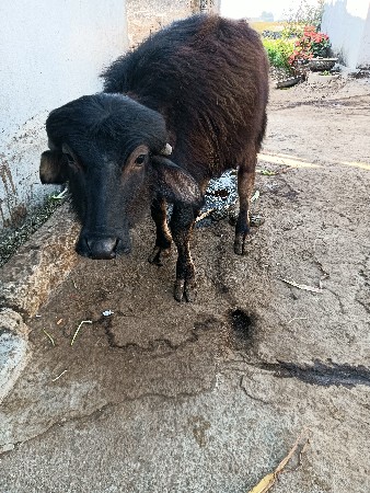 પાડો વેચવાનો છે