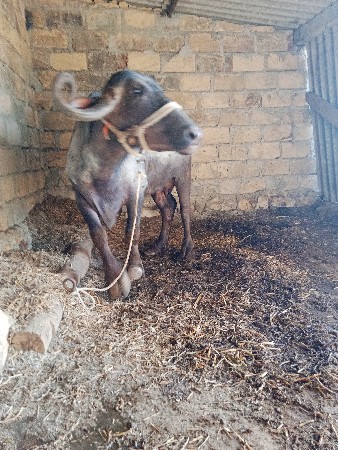 थंबनेल 3