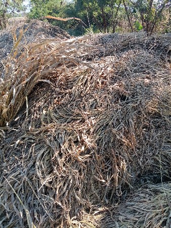 જવાર ની નીણ ૧૨૦૦ પુરા છે