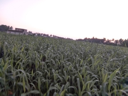 સાર વેચવાની છે લીલી ગામ નગીચાણા