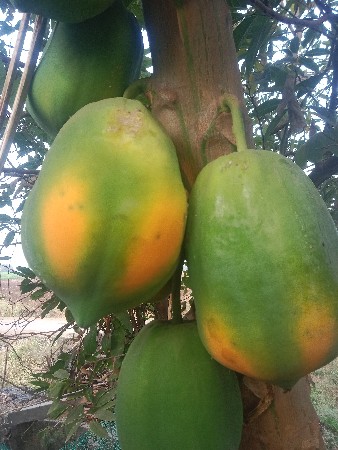 સરગવાનું બી