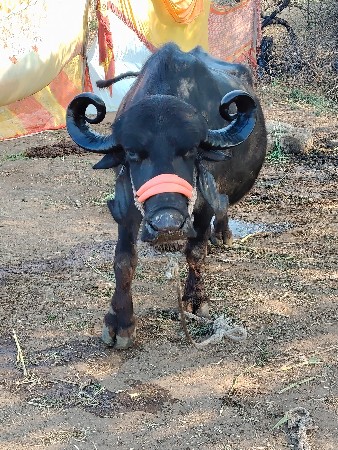 थंबनेल 3