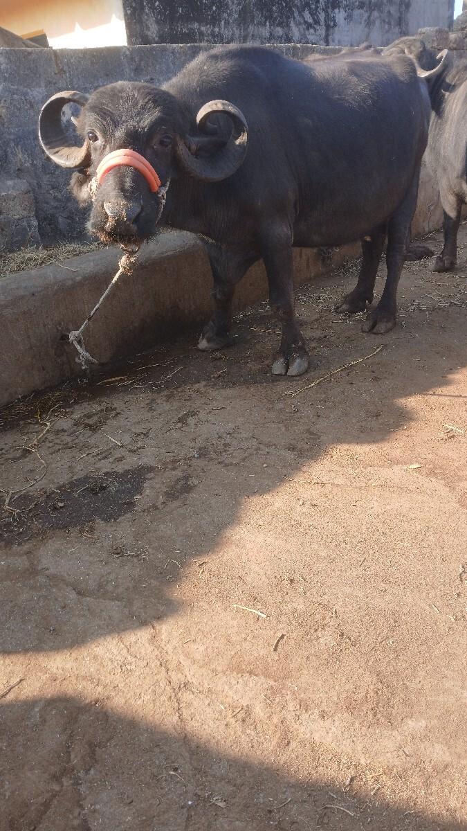 ભેસ.વેસવાનીસે