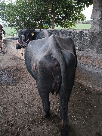 ભેંસ વેચવાની છે