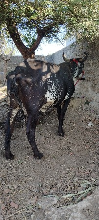 પેલું વેતર ૧૦ દીવસ ની કાચી છે