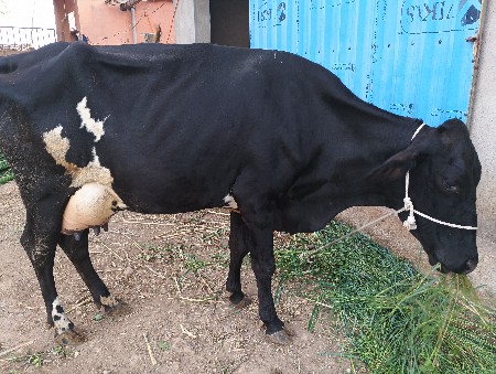 એસપ ગાય વેશવાની છે.