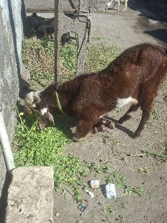 બે વર્ષનો બકરો