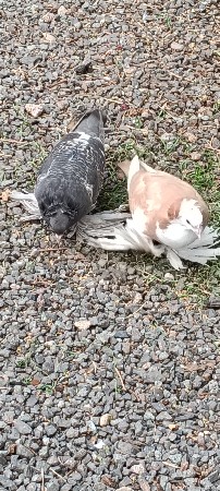 કબૂતર પટા વેચવાના છે