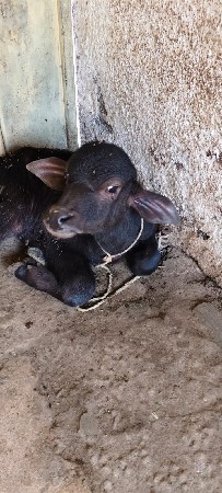 थंबनेल 3